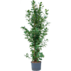 Wasserpflanze Ficus Microcarpa Moclame