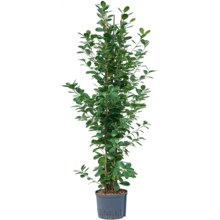 Wasserpflanze Ficus