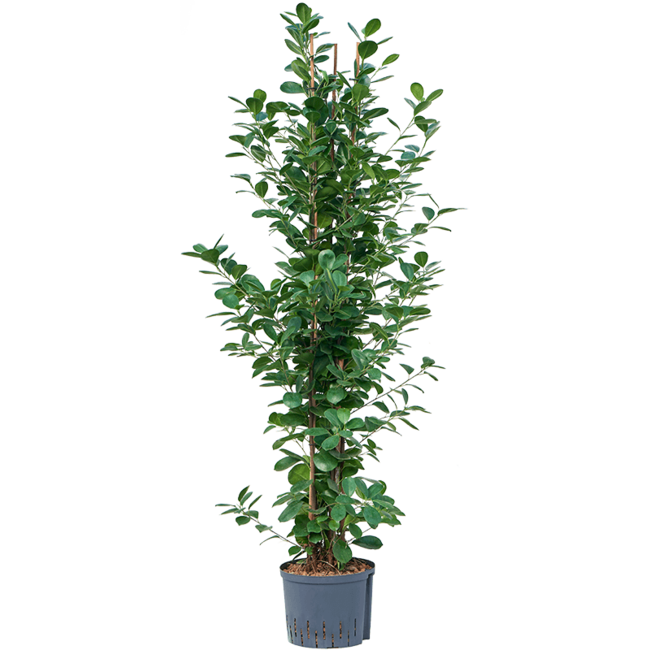 Wasserpflanze Ficus Microcarpa Moclame