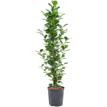 Wasserpflanze Ficus