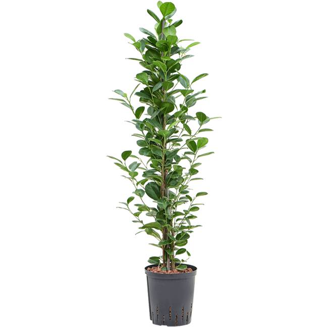 Wasserpflanze Ficus Microcarpa Moclame