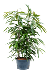 Wasserpflanze Ficus Binnendijkii Amstel King