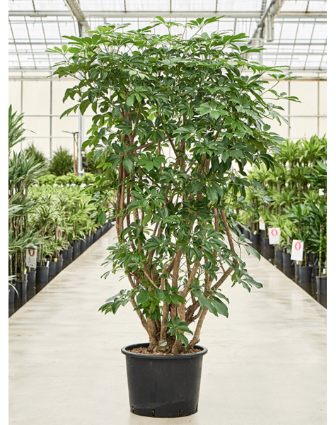 Wasserkraftwerk Schefflera