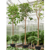 Wasserpflanze Ficus Religiosa