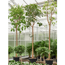 Wasserpflanze Ficus