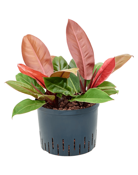 Wasserpflanze Philodendron