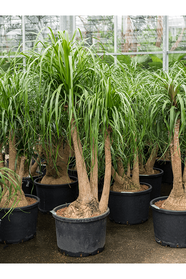 Wasserpflanze Beaucarnea Recurvata