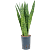 Wasserpflanze Sansevieria Zeylanica