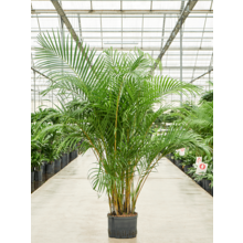 Wasserpflanze Dypsis