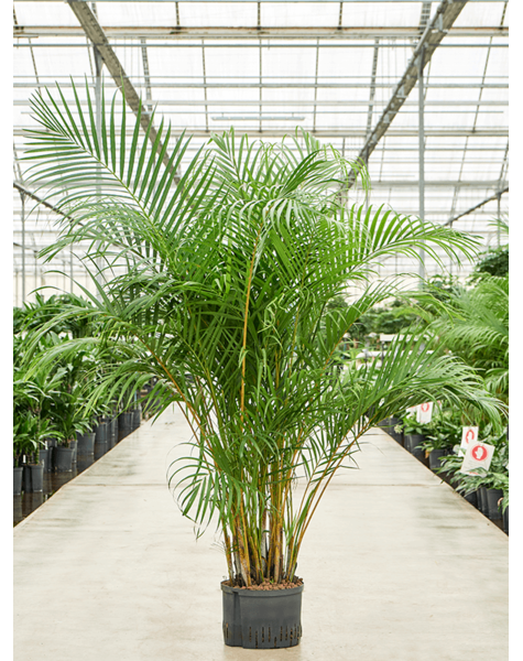 Wasserpflanze Dypsis