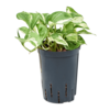 Wasserpflanze Scindapsus (Epipremnum) Happy Leaf