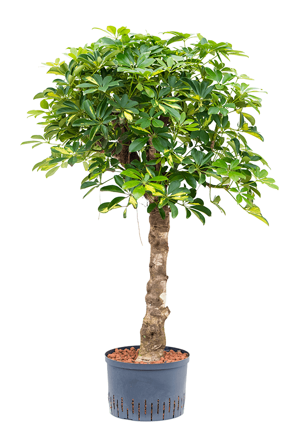 Wasserkraftwerk Schefflera Arboricola Gold Capella