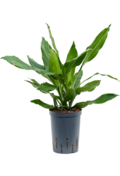 Wasserpflanze Dracaena Fragrans Janet Lind