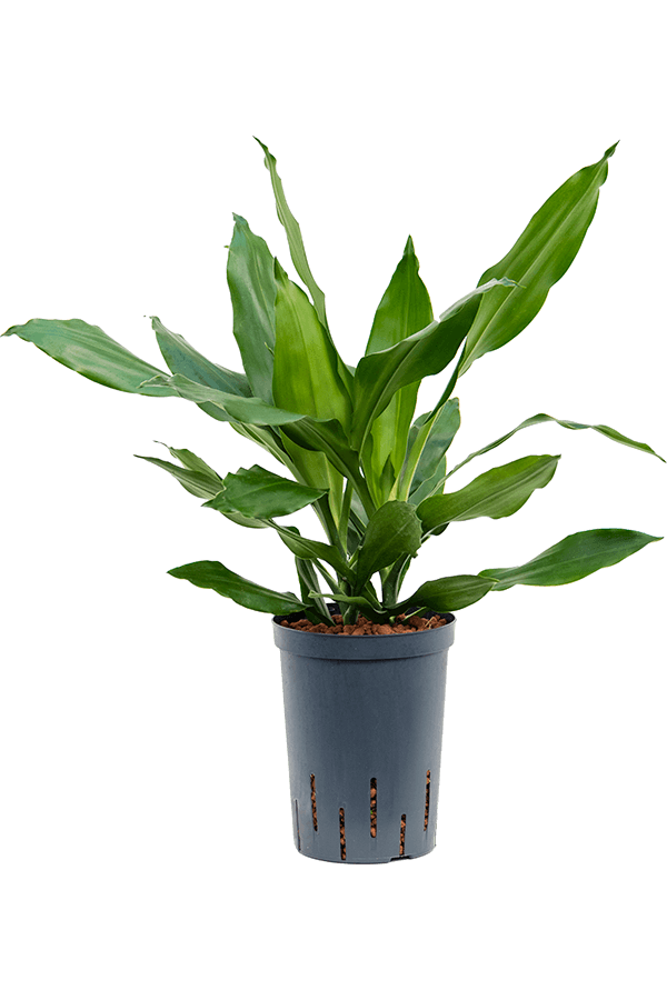 Wasserpflanze Dracaena Fragrans Janet Lind