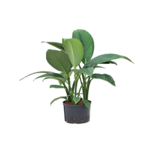 Wasserpflanze Spathiphyllum