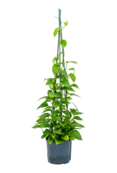 Wasserpflanze Scindapsus (Epipremnum) Aureum