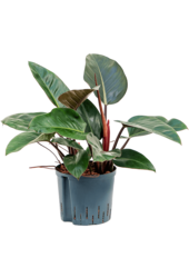 Wasserpflanze Philodendron Red Congo