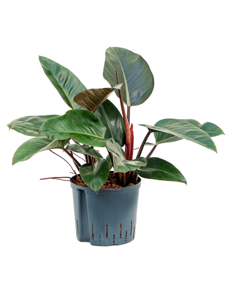 Wasserpflanze Philodendron