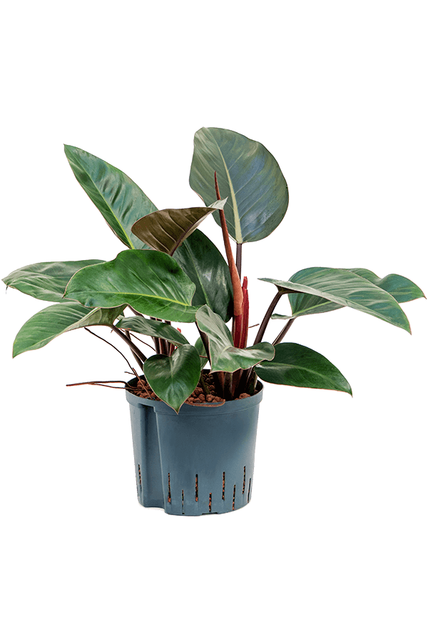 Wasserpflanze Philodendron Red Congo