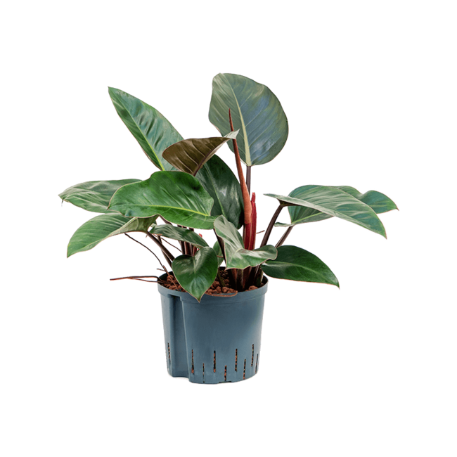 Wasserpflanze Philodendron Red Congo