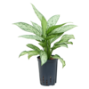 Wasserpflanze Aglaonema Silver Queen