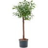 Wasserpflanze Ficus Reflexa
