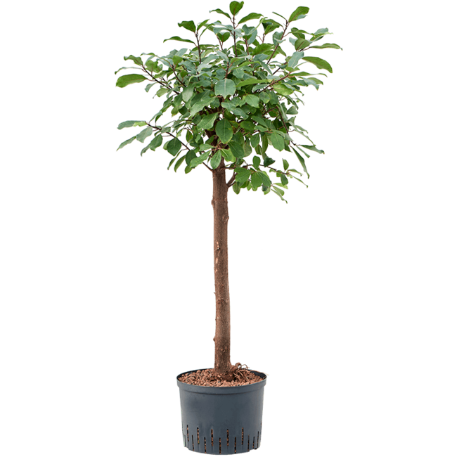 Wasserpflanze Ficus Reflexa