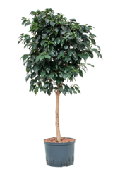 Wasserpflanze Ficus Benjamina Danielle