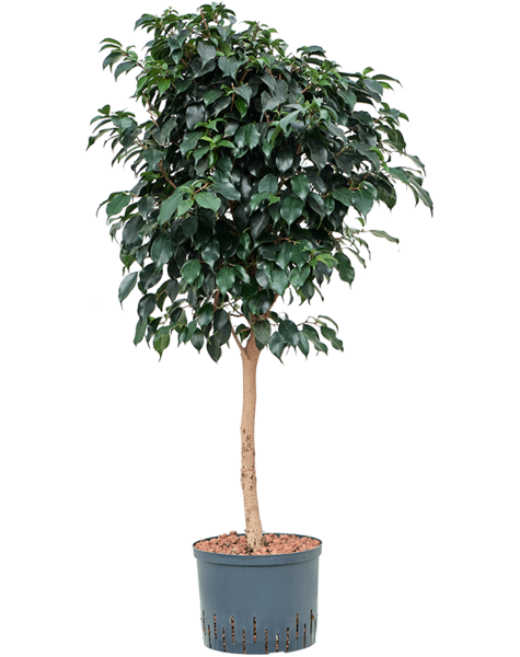 Wasserpflanze Ficus