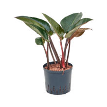 Wasserpflanze Philodendron
