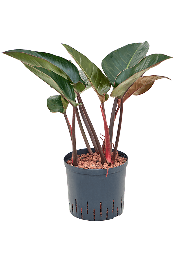 Wasserpflanze Philodendron Red Beauty