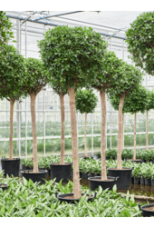 Wasserpflanze Ficus Microcarpa 'Nitida'