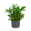 Wasserpflanze Pleomele (Dracaena) Reflexa Song Of Jamaica