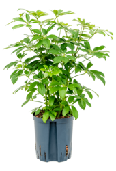 Wasserpflanze Schefflera Arboricola Compacta