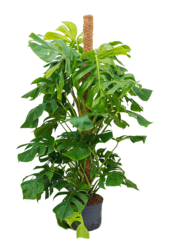Wasserpflanze Monstera Deliciosa