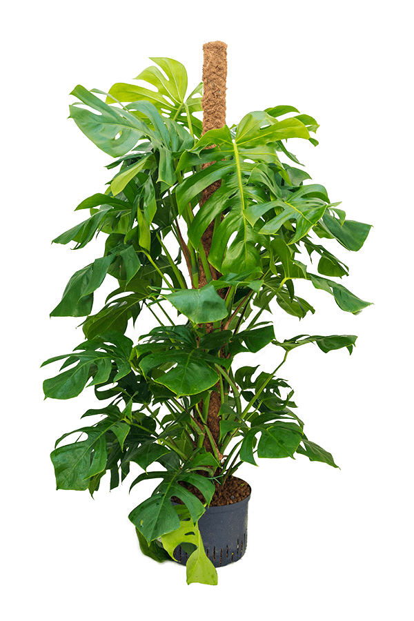 Wasserpflanze Monstera Deliciosa