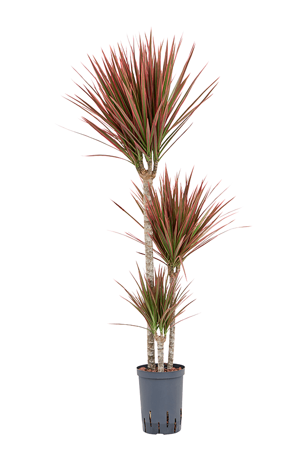 Wasserpflanze Dracaena Marginata Rot