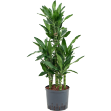 Wasserpflanze Dracaena