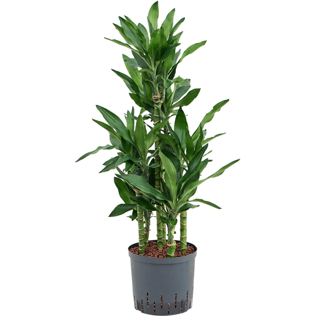 Wasserpflanze Dracaena Fragrans Burundii