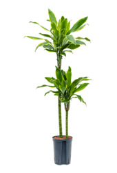 Wasserpflanze Dracaena Fragrans Golden Coast
