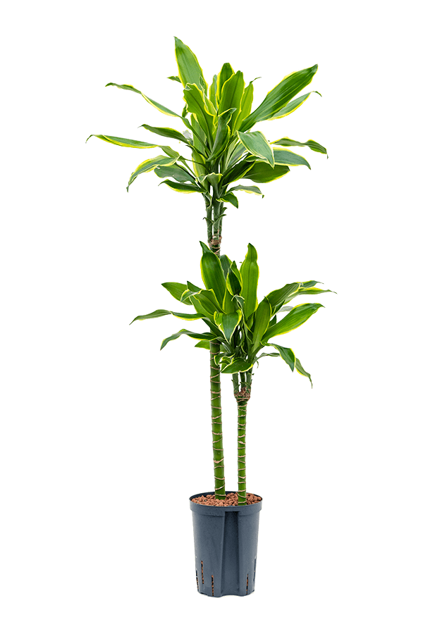 Wasserpflanze Dracaena Fragrans Golden Coast
