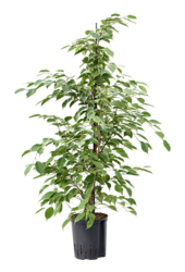 Wasserpflanze Ficus Benjamina Golden King