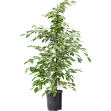 Wasserpflanze Ficus