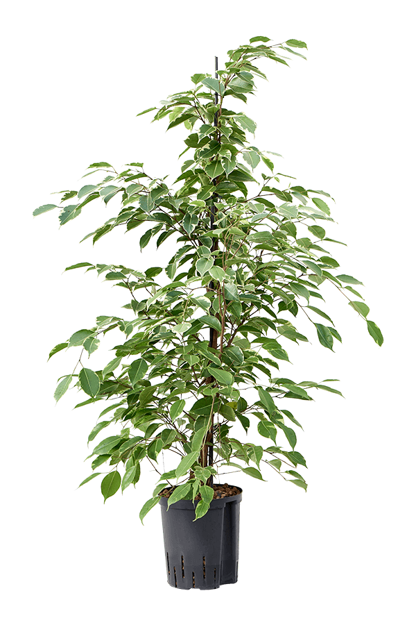 Wasserpflanze Ficus Benjamina Golden King
