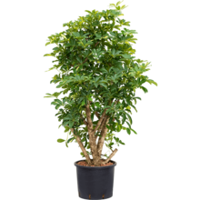 Wasserkraftwerk Schefflera