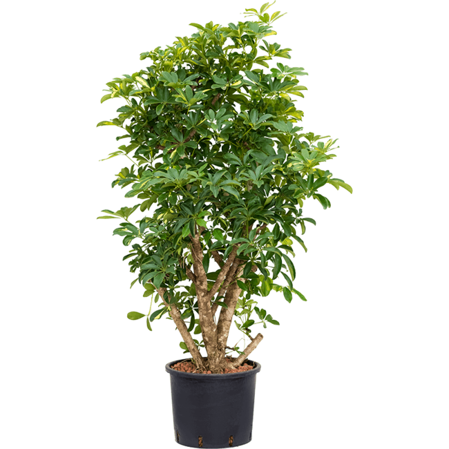 Wasserkraftwerk Schefflera Arboricola Gold Capella