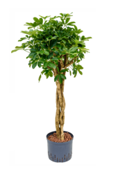 Wasserpflanze Schefflera Arboricola Compacta