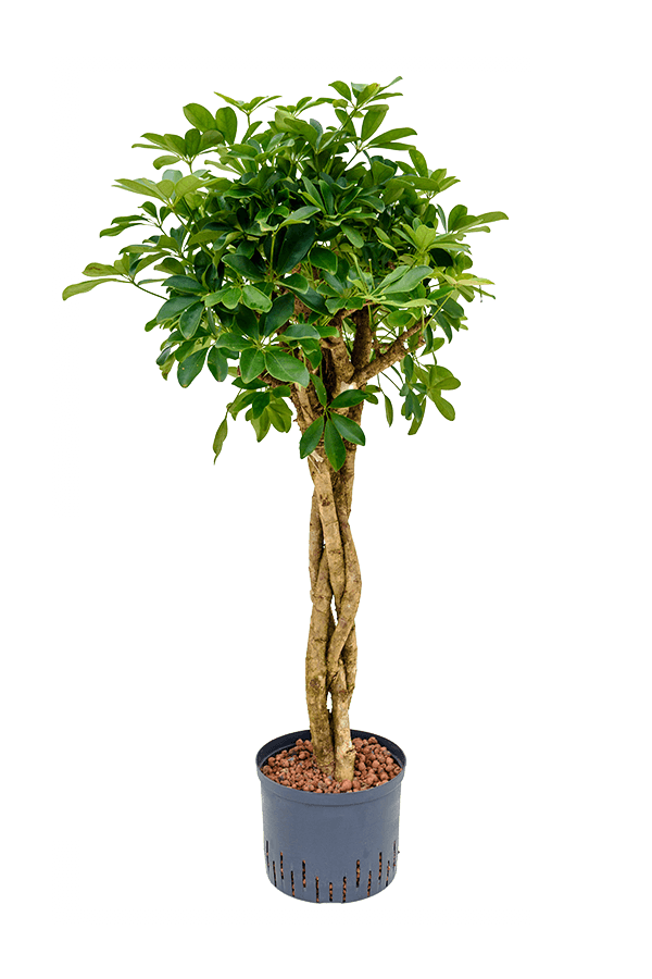 Wasserpflanze Schefflera Arboricola Compacta