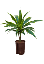 Wasserpflanze Dracaena Fragrans Arturo