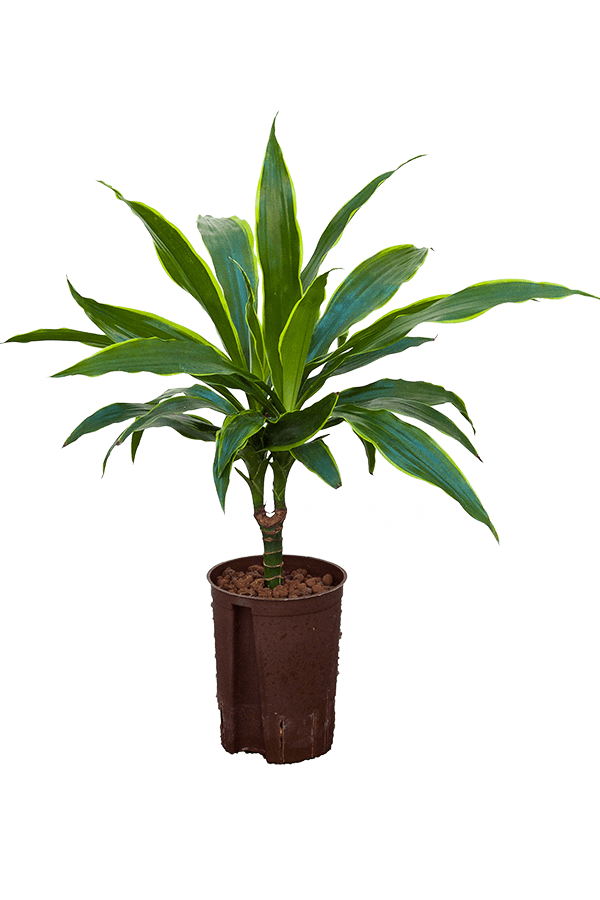Wasserpflanze Dracaena Fragrans Arturo